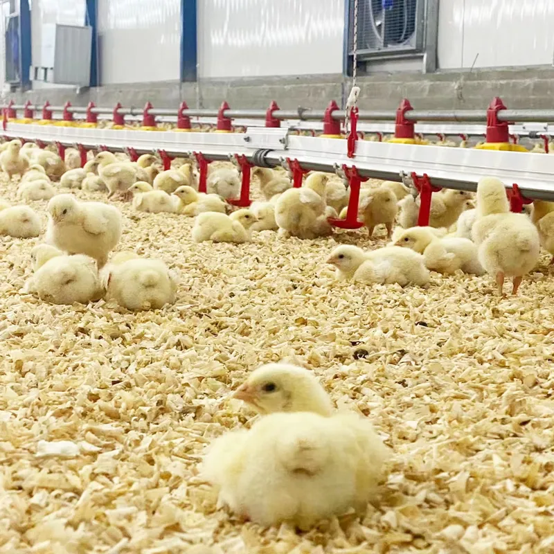 Sistema de Linha de Água para  - Chicken Nipple Drinker avaliação e preço